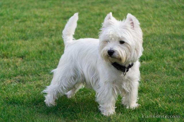 Magnifique  chiot chiot Westie à donner