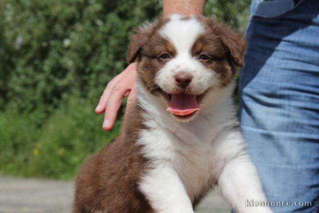  3 chiots Berger Australien disponibles inscrits au Lof