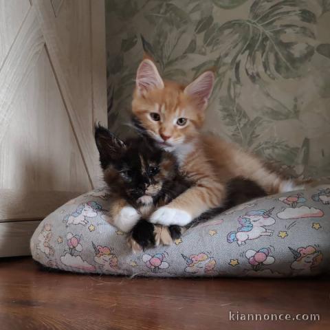 Deux chatons main coon mâle et femelle a donner