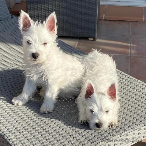 Chiots male et femelle westie a donner