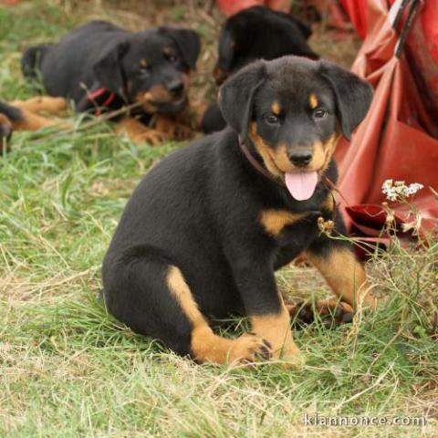 A donner chiots Beauceron