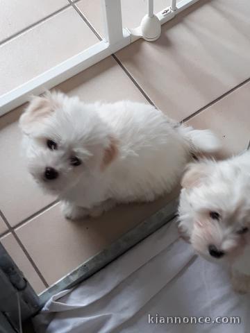 Magnifiques chiots Coton de Tuléar 