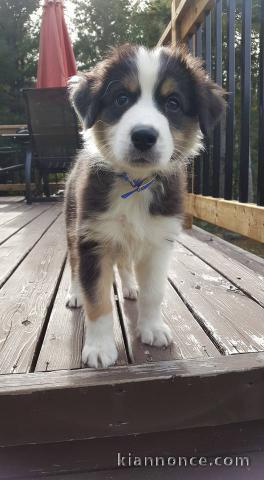 Superbes chiots berger australien