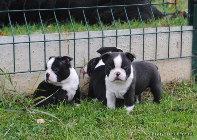 Magnifique chiots Boston Terrier