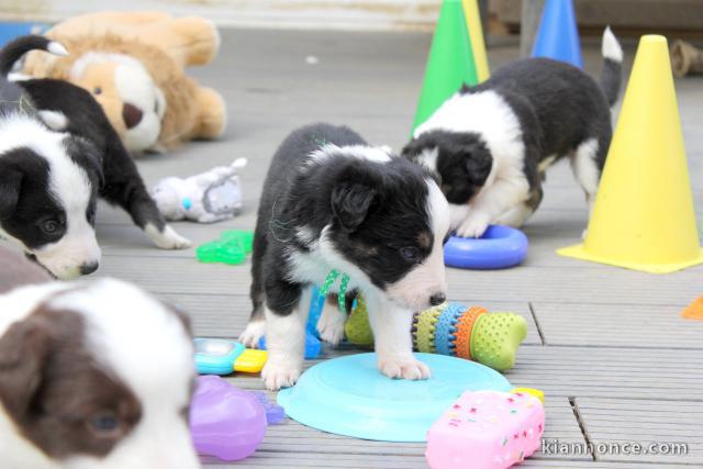 chiots Border Collie Adorable