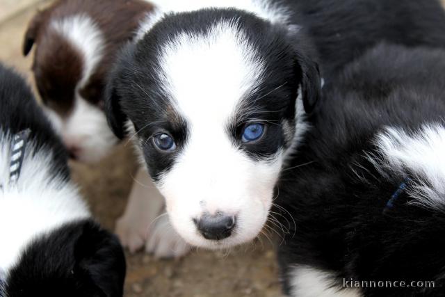 chiots Border Collie Adorable