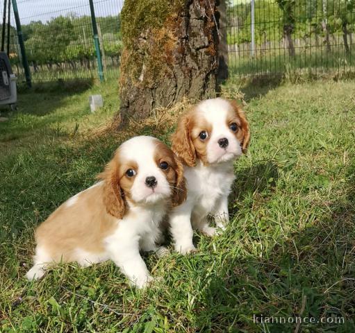 Chiots Cavalier King Charles Spaniel