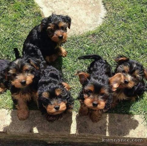 Chiots yorkshire terrier à donner contre bon soin 