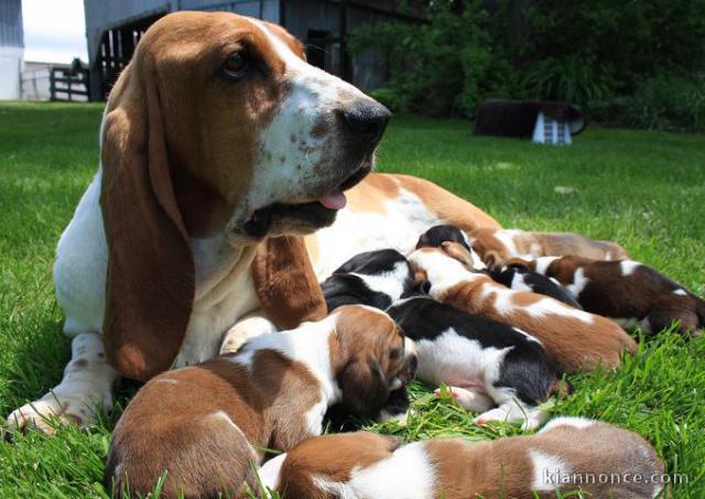 Superbes Bébés Basset Hound Pure Race