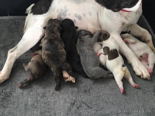 Magnifiques Chiots Bouledogues Français Pure Race