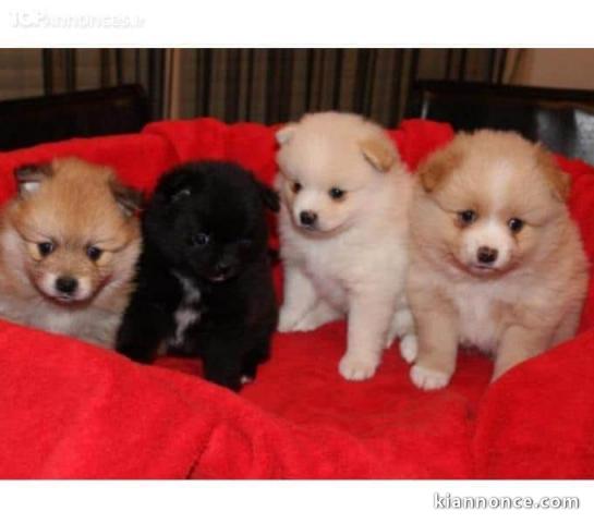 Adorables chiots spitz nain a donner 