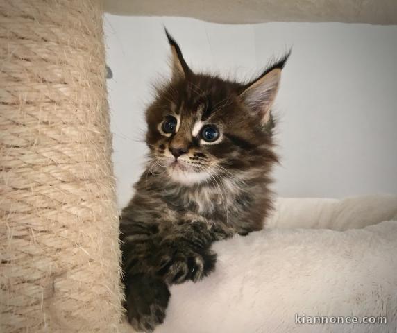 Adorable Chatons main coon 