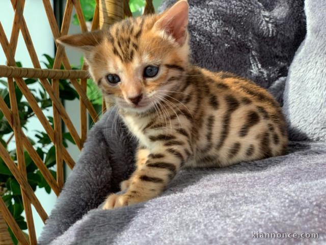 Portée de 4 splendide chaton Bengal