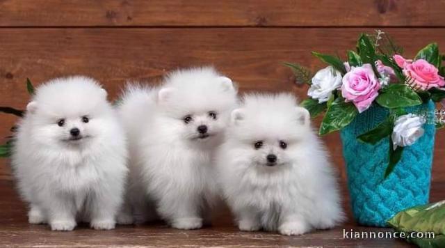 Chiots spitz nain pour adoption 