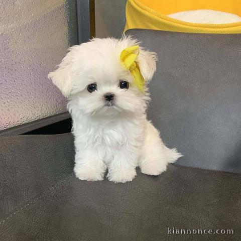 Chiots-Bichon-Maltais