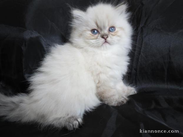 Magnifique chatons persan