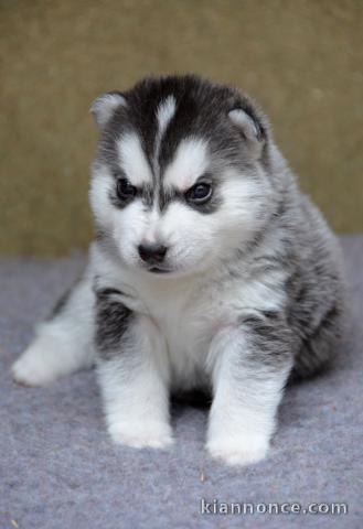 chiots husky siberien