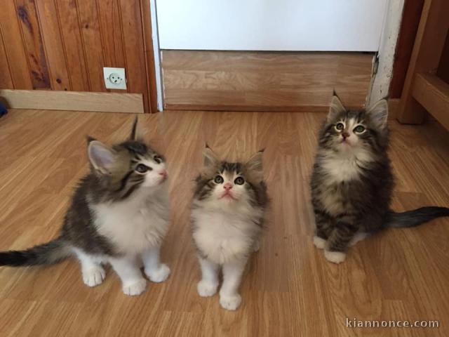 Chatons Norvegien a donner