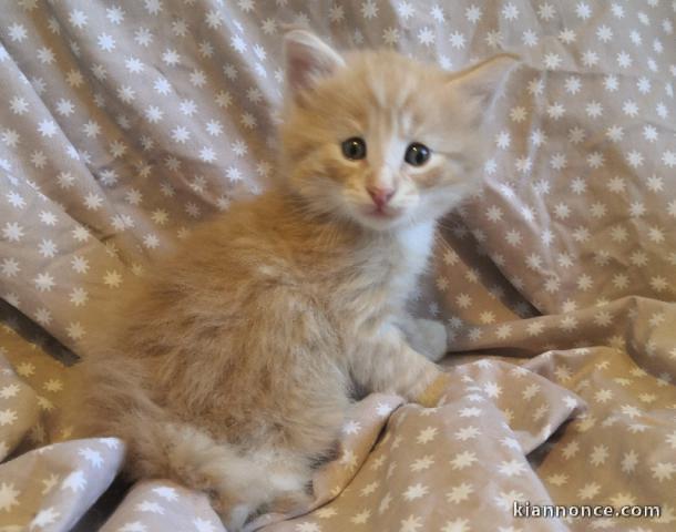 Chatons Norvegien a donner