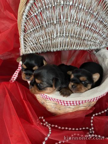  Dons chiots Yorkshire Terrier dispo de suite 