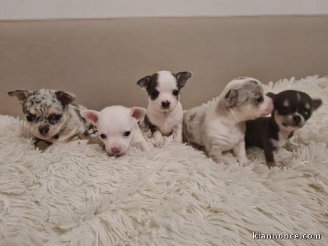 Chiots chihuahua à donner 