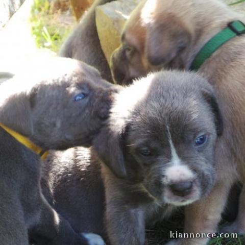 Magnifique chiots cane corso