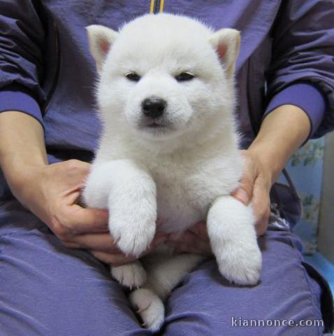 A donner Chiots Spitz Nain