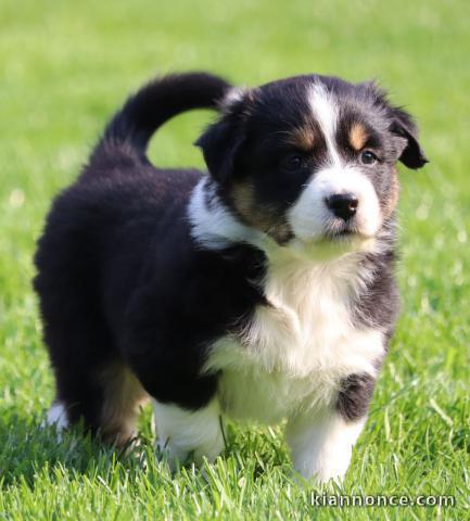 Magnifique chiots  Berger Australien