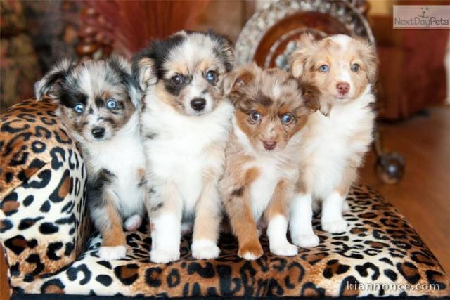 Chiots de races berger australien