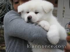 A donner Chiot type Chow Chow femelle