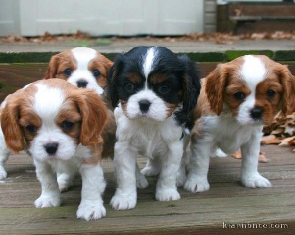 Chiots cavaliers king Charle pure race 