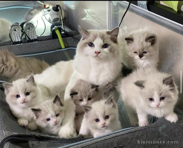 Magnifique chatons de race ragdoll  en adoption