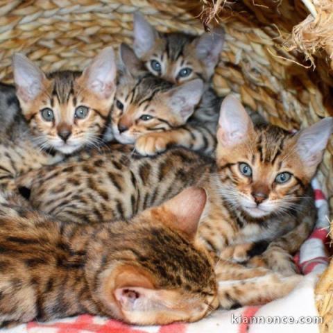 chatons bengal disponible 