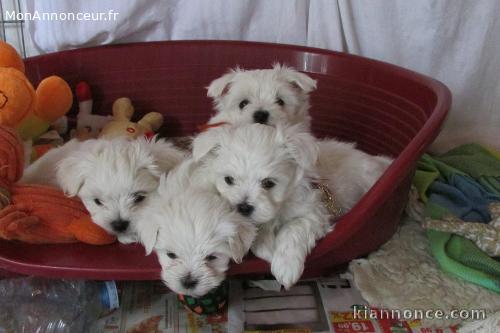 Chiots Bichon Maltais lof a reserver