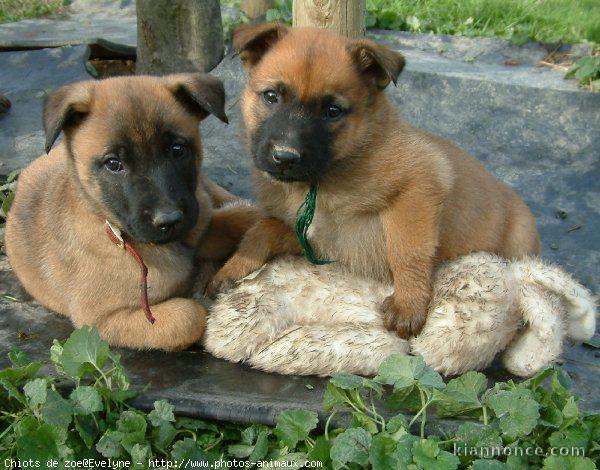 Adorables chiots berger belge malinois lof 