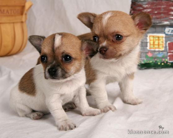 Adorables chiots chihuahua lof