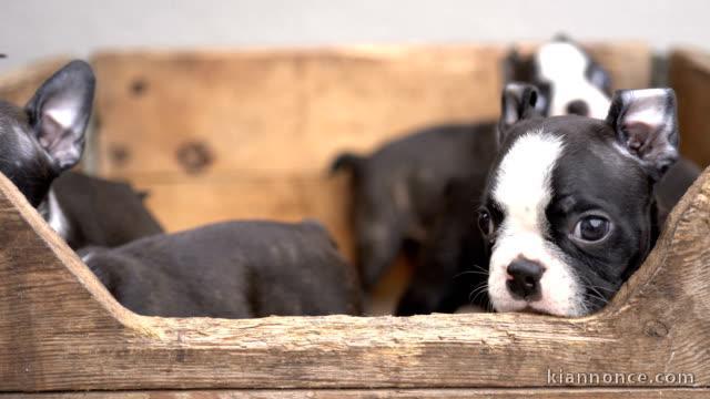 Adorables chiots boston terrier lof 