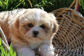 Adorables chiots lhassa apso lof 