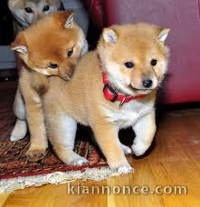 Adorables chiots shiba inu lof