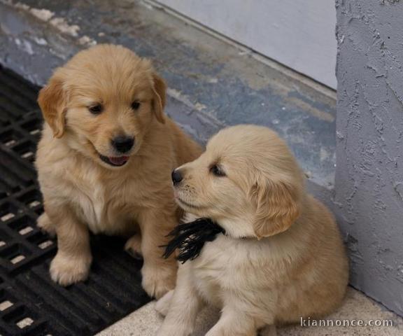 Adorables chiots golden retriever lof 