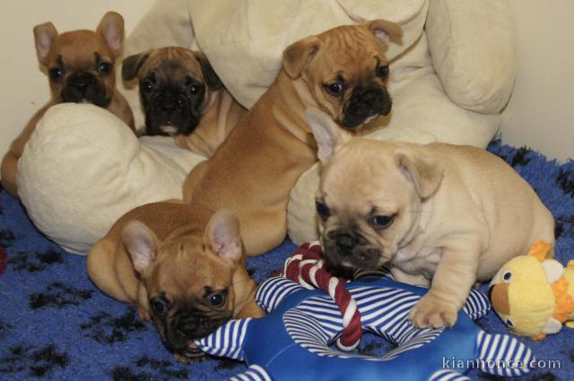 Adorables chiots bouledogue français lof 