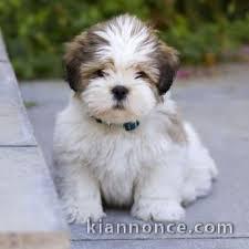 Adorables chiots lhassa apso lof 