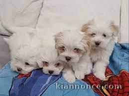 Adorables chiots bicbon maltais lof 