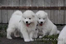 Adorables chiots samoyede lof