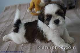 Adorables chiots shih tzu lof 