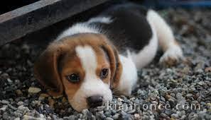 Adorables chiots beagle lof 