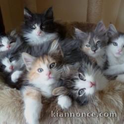 CHATONS NORVEGIEN LOOF