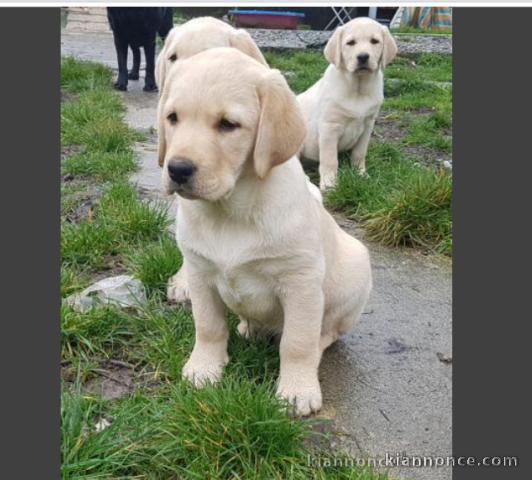 Superbes chiots labrador 