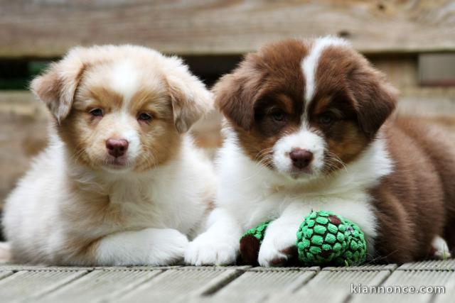 Adorable bébés Berger Australien à donner