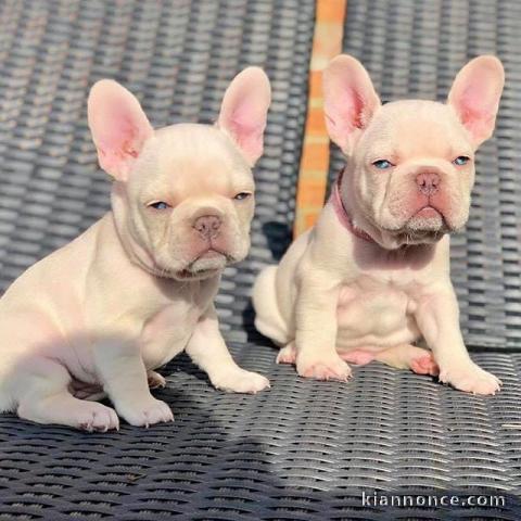 Magnifique chiots bouledogue Français